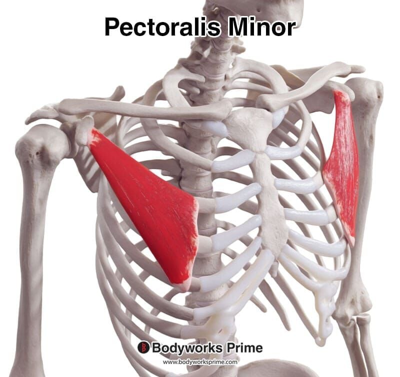 Pectoralis Minor Muscle Anatomy - Bodyworks Prime