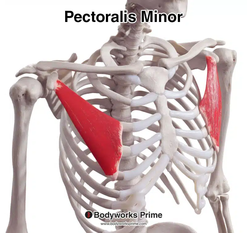 pectoralis minor muscle anterolateral view