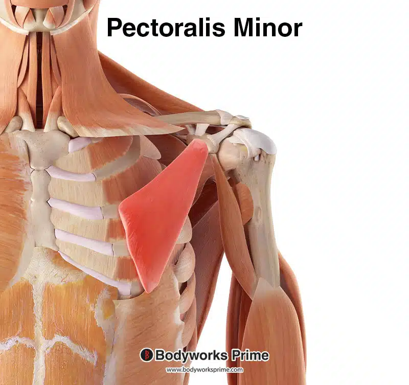 pectoralis minor muscle highlighted amongst the other muscles of the chest