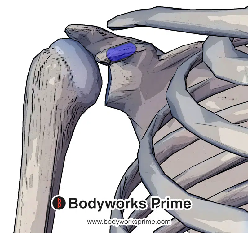 pectoralis minor's insertion at the Coracoid process of the scapula