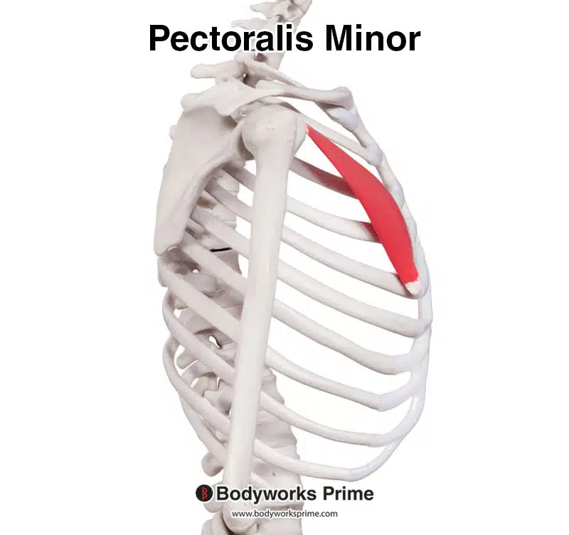 pectoralis minor lateral view