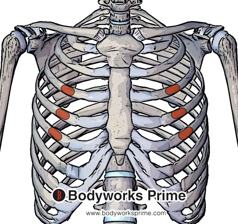 pectoralis minor's origin at the third to fifth ribs