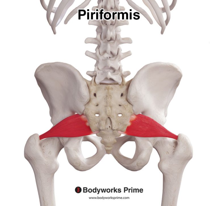 Piriformis muscle anatomy diagram