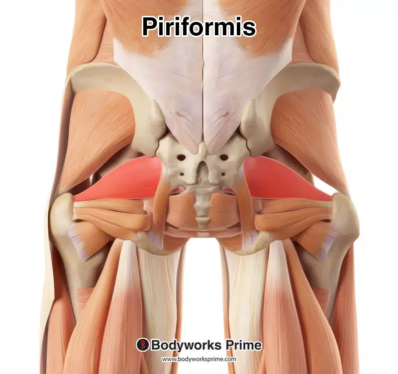 Piriformis muscle's location amongst the other muscles of the hip