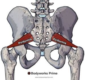 Muscle Anatomy - Bodyworks Prime