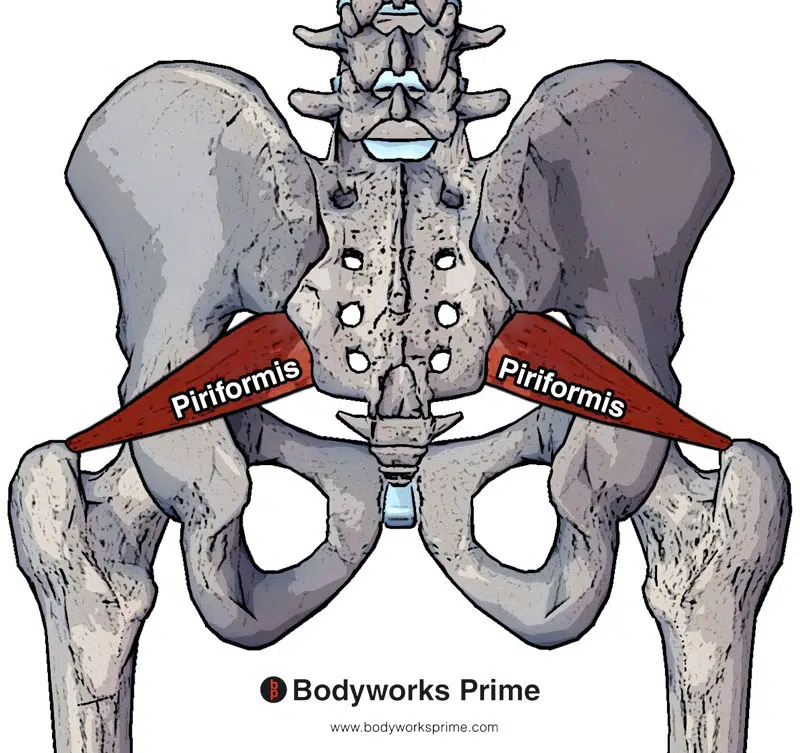 piriformis muscle from a posterior view