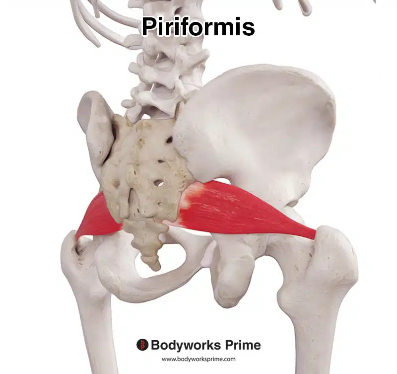 Piriformis muscle posterolateral view