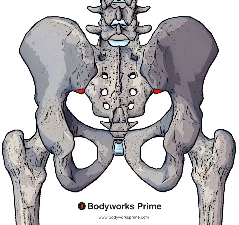 An image of the piriformis origin marked in red on the gluteal surface of the ilium
