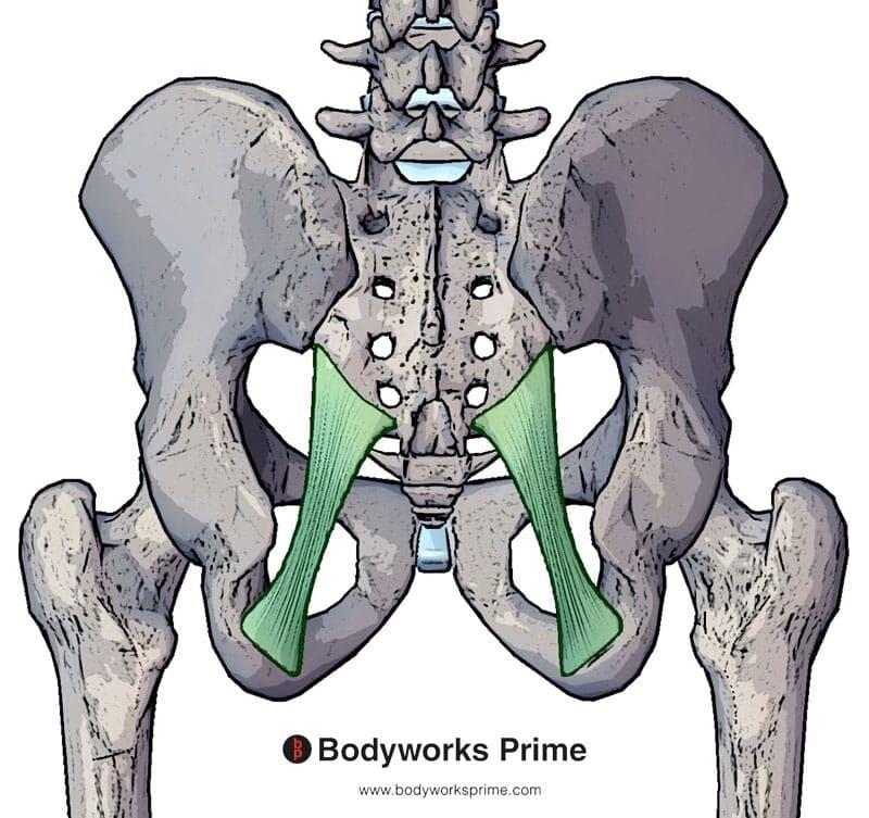 Piriformis Muscle Anatomy Bodyworks Prime 