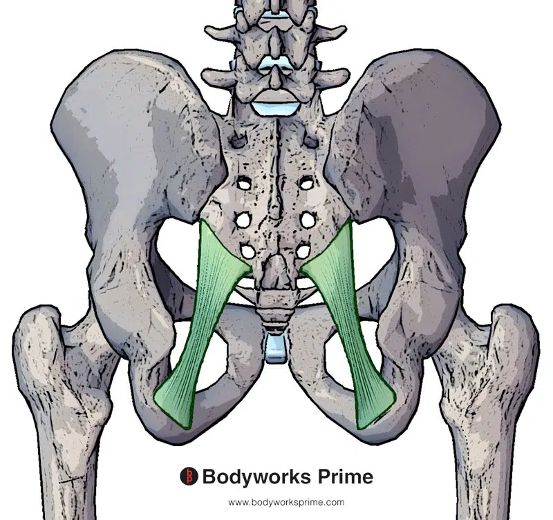 An image of the piriformis origin marked in red on the sacrotuberous ligament