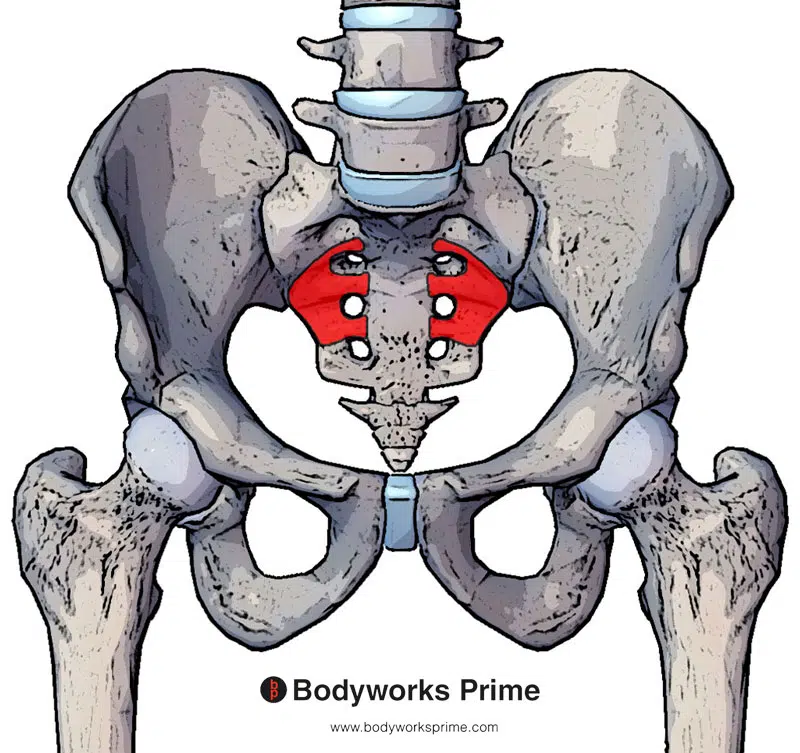 An image of the piriformis origin marked in red on the anterior surface of the sacrum (between S2 and S4)