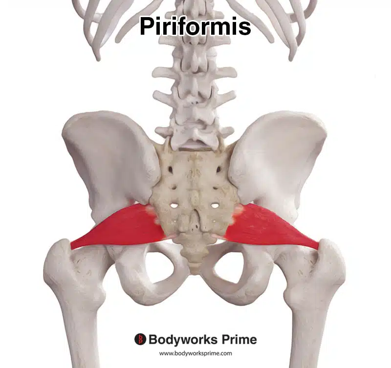 Piriformis muscle from a posterior view.