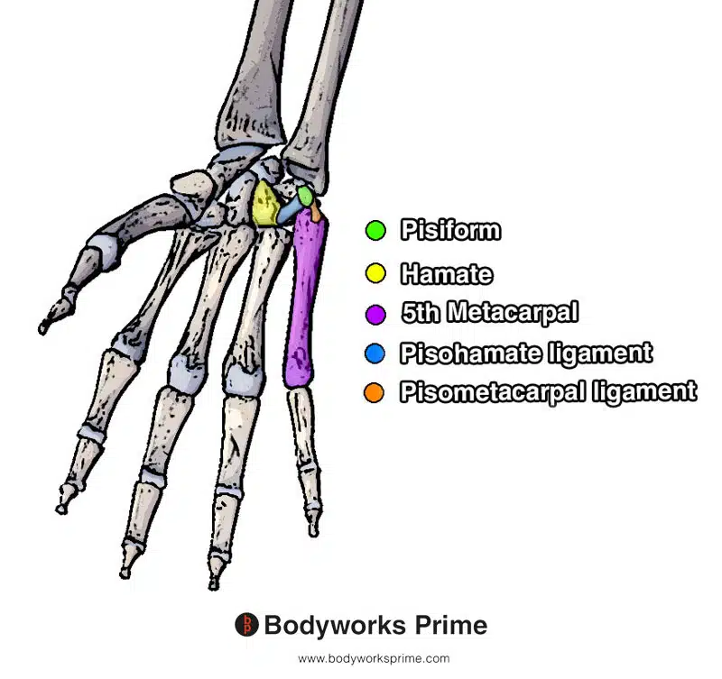 Picture of the pisiform bone, hamate bone, fifth metacarpal bone, pisohamate ligament, and pisometacarpal ligament which are all colour coded