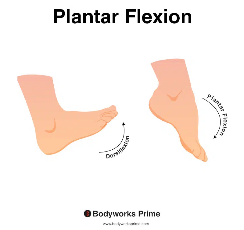 Image of a person demonstrating the movement of foot plantar flexion.