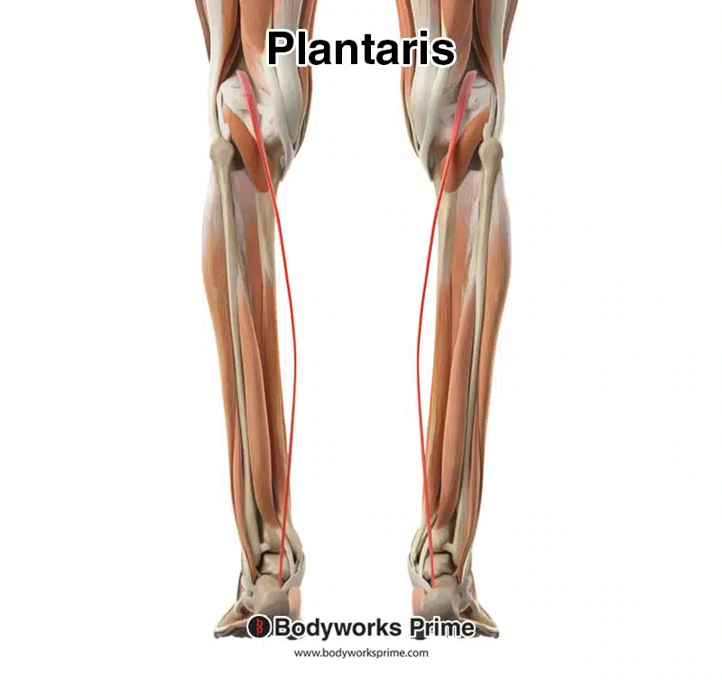 plantaris muscle highlighted in red posterior view
