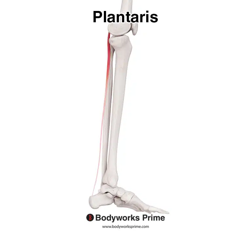 Plantaris seen from a medial view