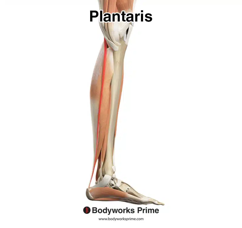 plantaris muscle highlighted in red medial view