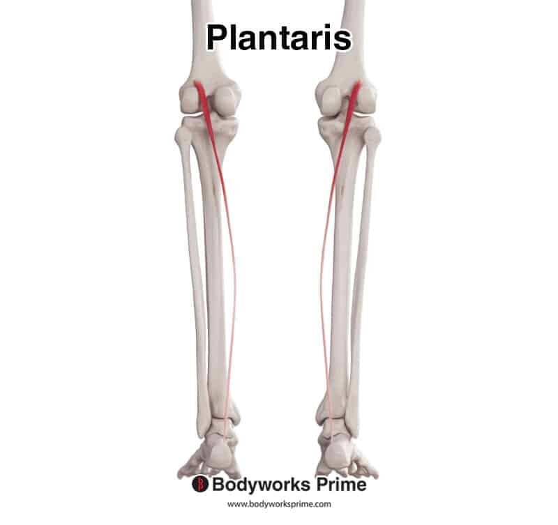 plantaris-muscle-anatomy-bodyworks-prime