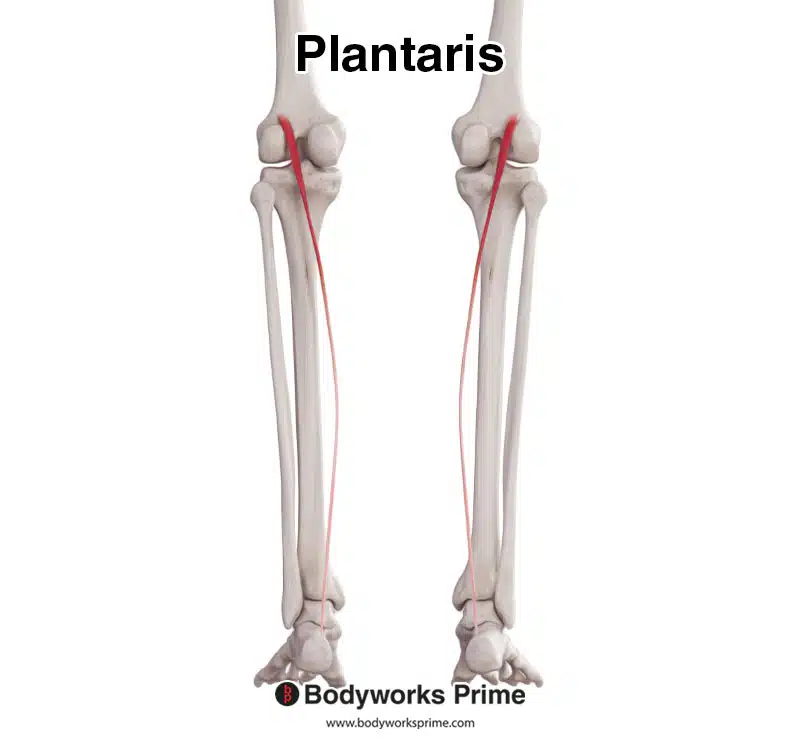 plantaris muscle from a posterior vieew