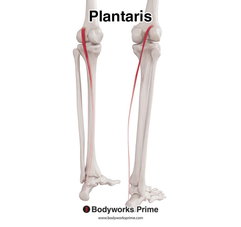 Plantaris muscle anatomy diagram