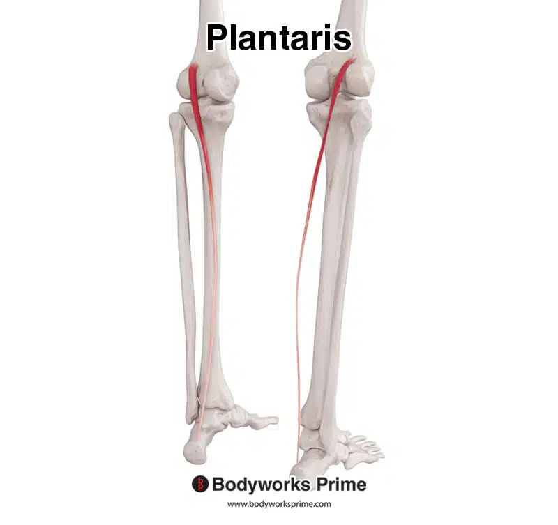 plantaris muscle from a posterolateral view