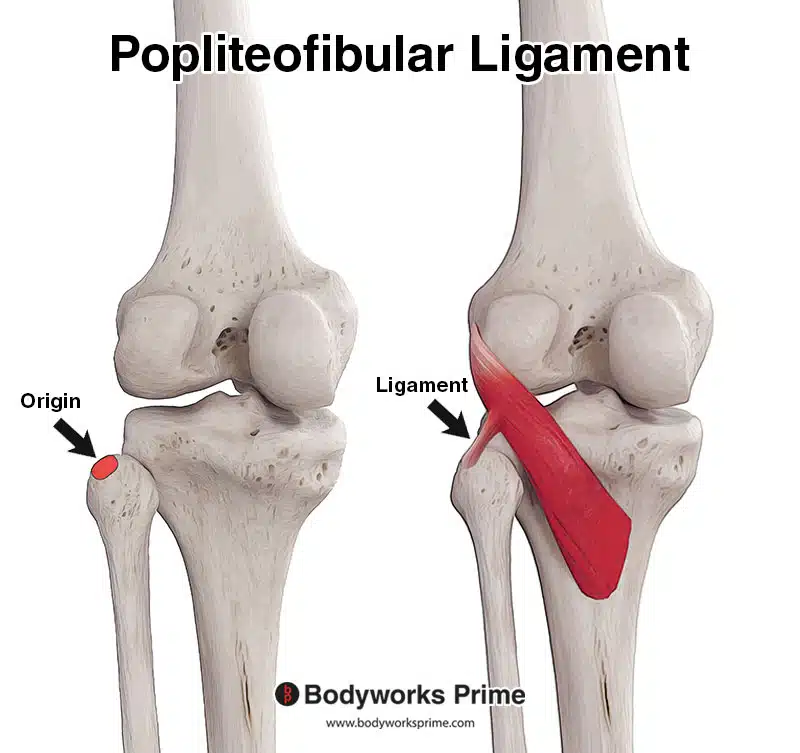 Popliteus and popliteofibular ligament