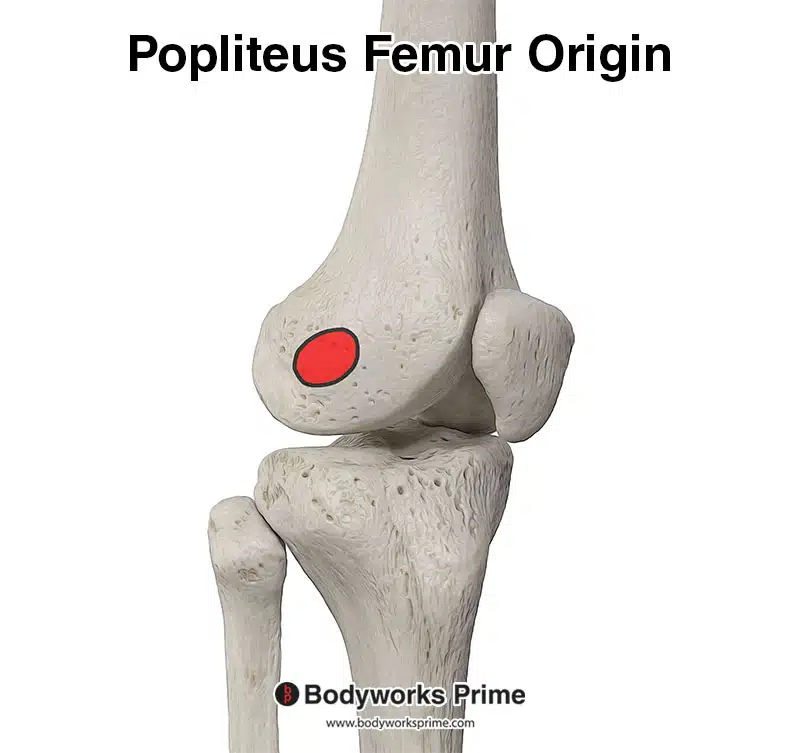 Origin of the popliteus on the femur