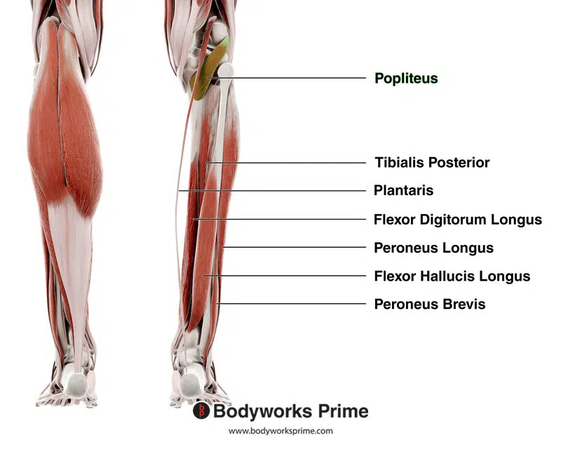 Image of the popliteus muscle highlighted in green amongst the other deep leg muscles