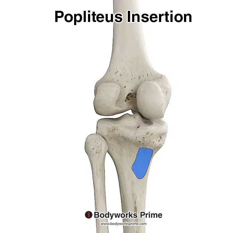 Popliteus muscle insertion on tibia
