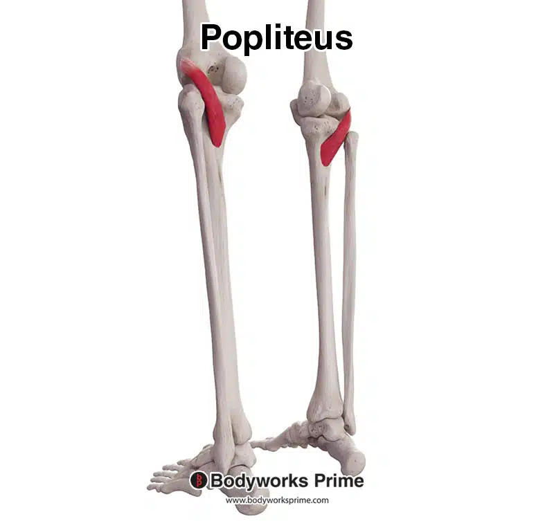 Image of the popliteus muscle from a posterior and lateral view.