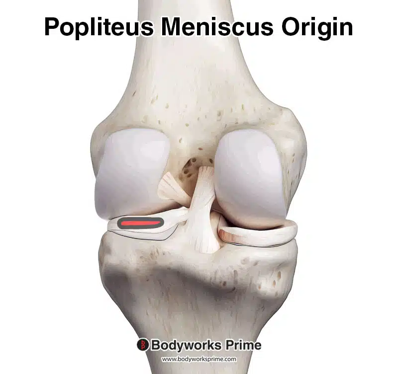 Popliteus lateral meniscus origin