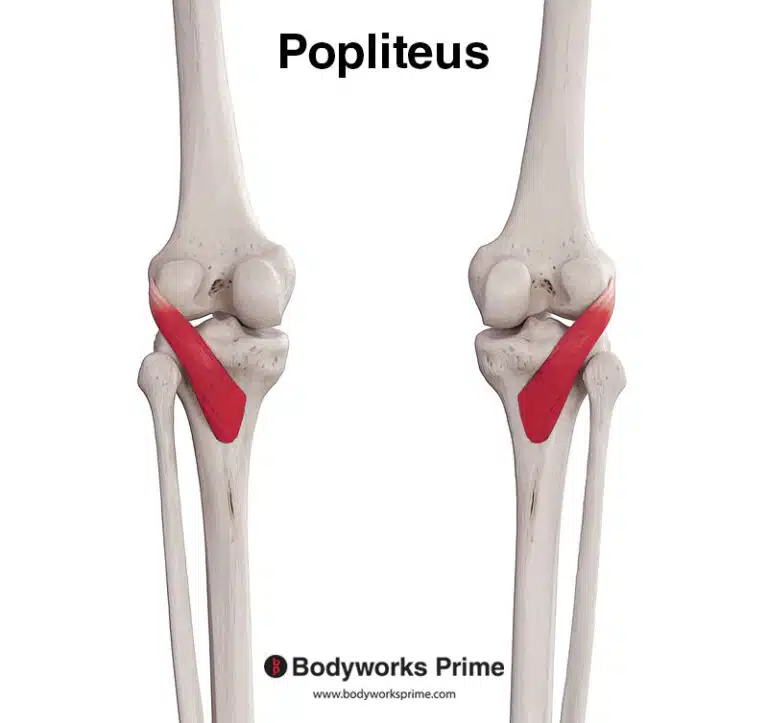Popliteus Muscle Anatomy