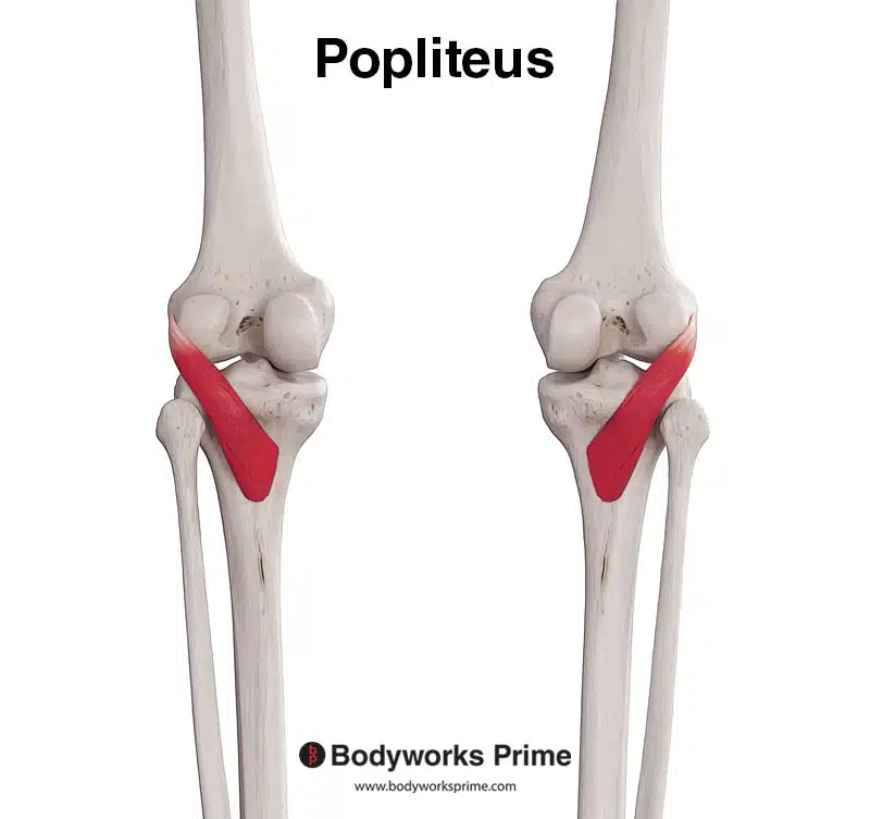 Image of the popliteus muscle from a posterior view.