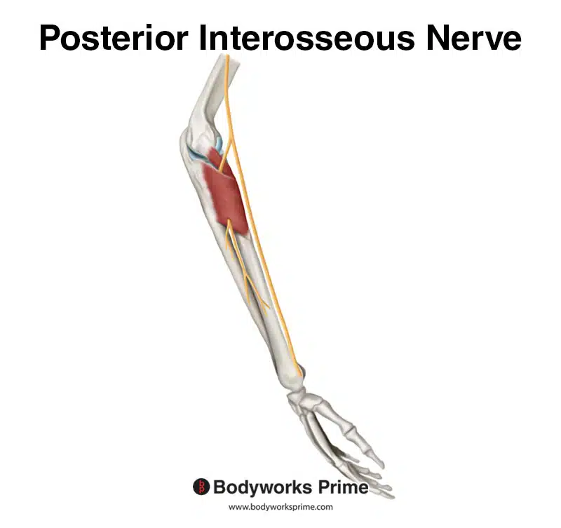 posterior interosseous nerve