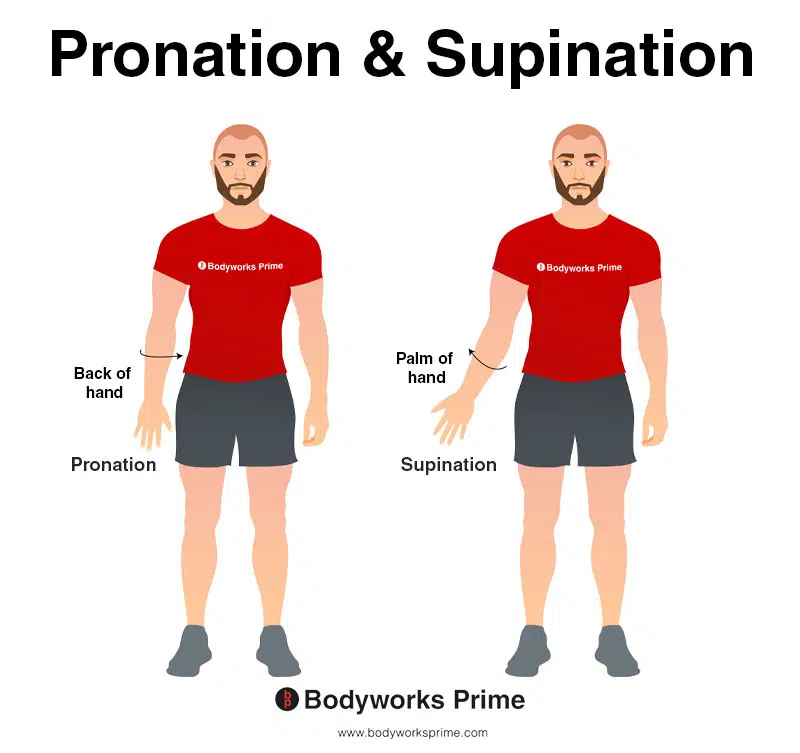 Image of a person demonstrating the movement of pronation and supination of the forearm and hand.