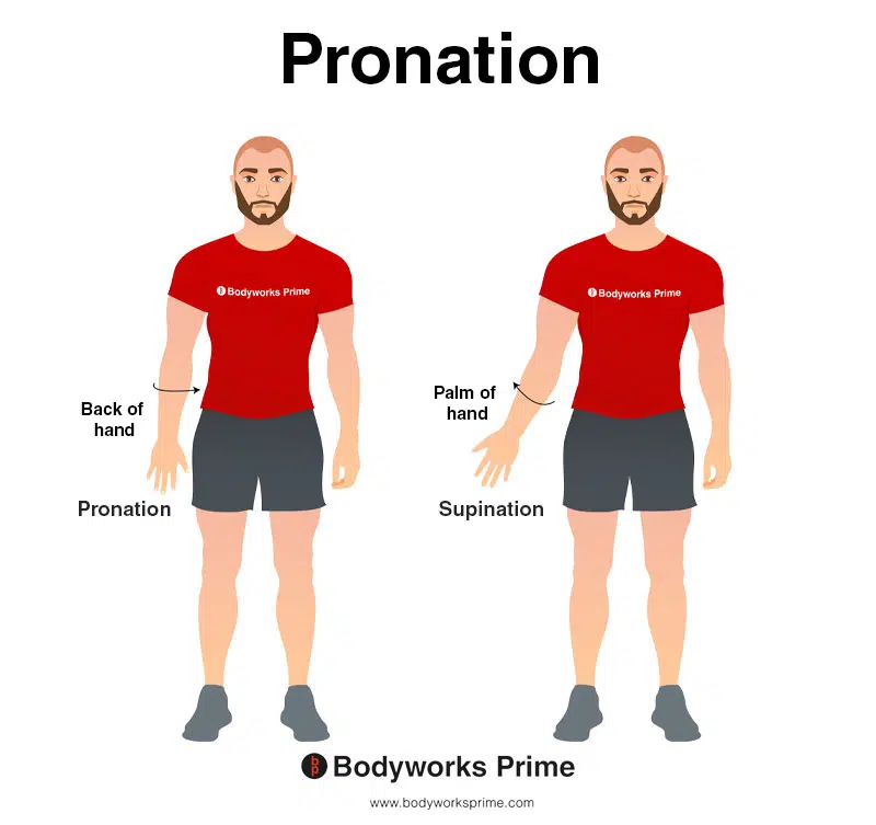 Image of a person demonstrating the movement of pronation.