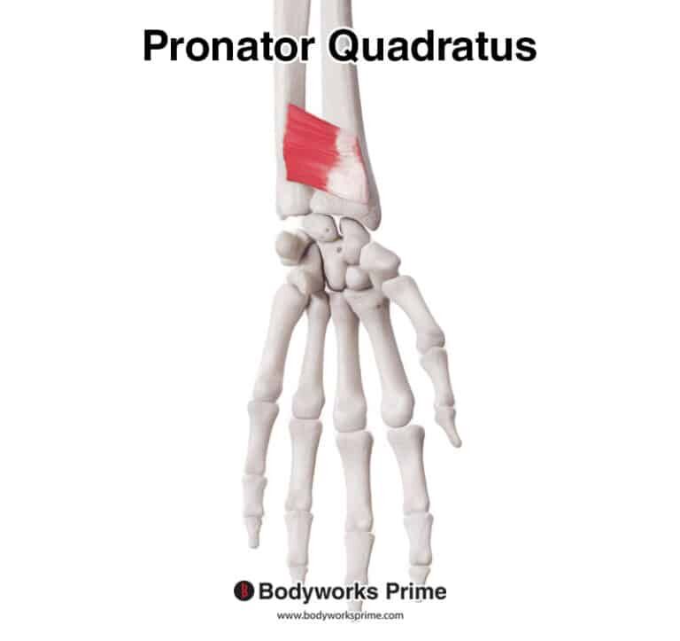 Pronator Quadratus Muscle Anatomy