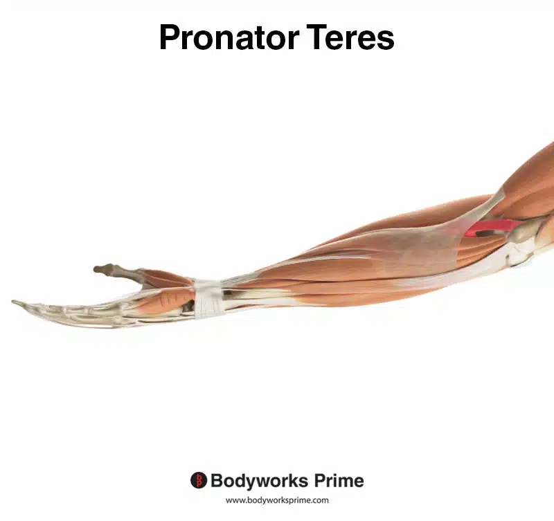 pronator teres highlighted in red medial view