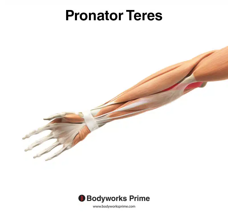 pronator teres highlighted in red anterior view