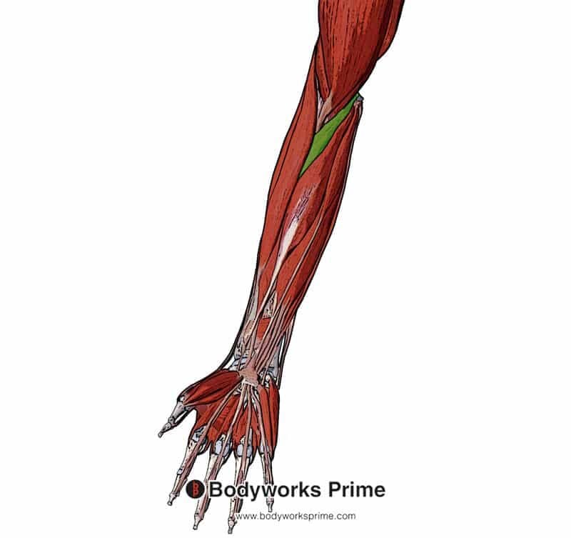 Superficial view of the pronator teres muscle