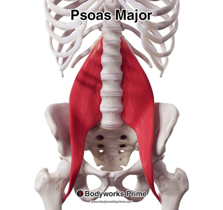 Psoas Major muscle anatomy diagram