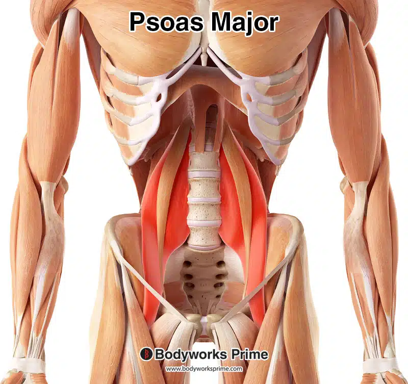 psoas major muscle highlighted in red
