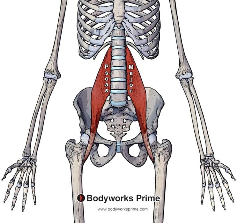 Trapezius Muscle Anatomy - Bodyworks Prime