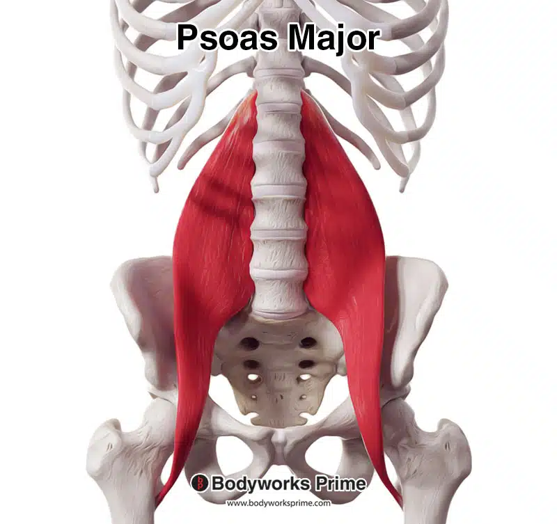 psoas major muscle