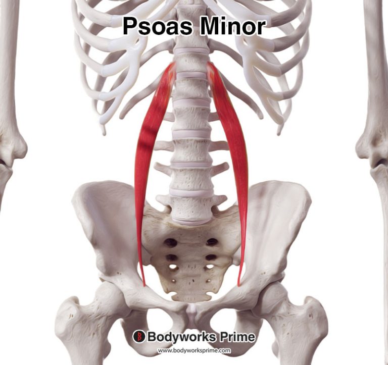 Psoas Minor muscle anatomy diagram