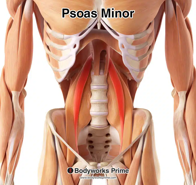 psoas minor highlighted in red amongst the other muscles