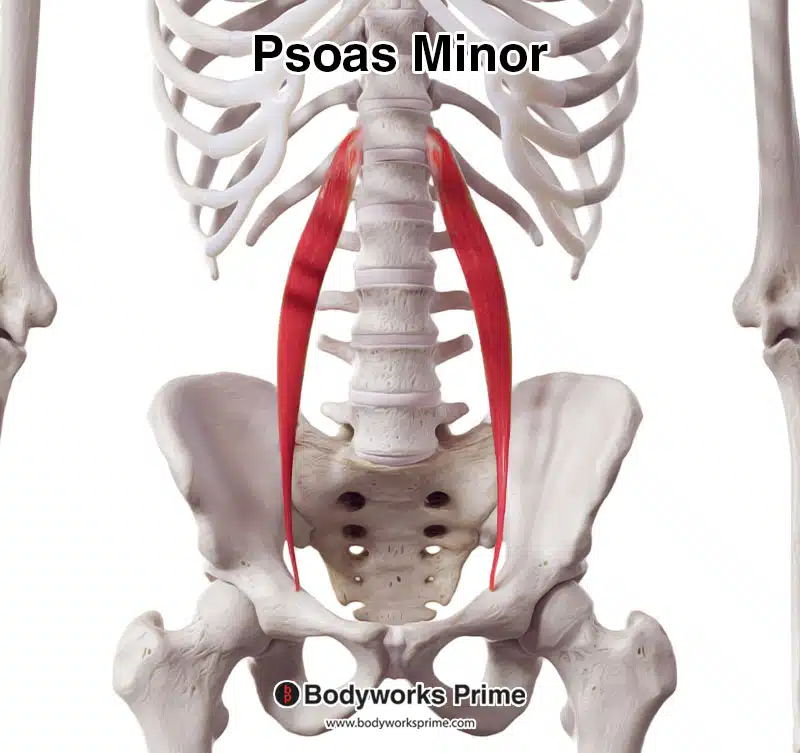 psoas minor muscle