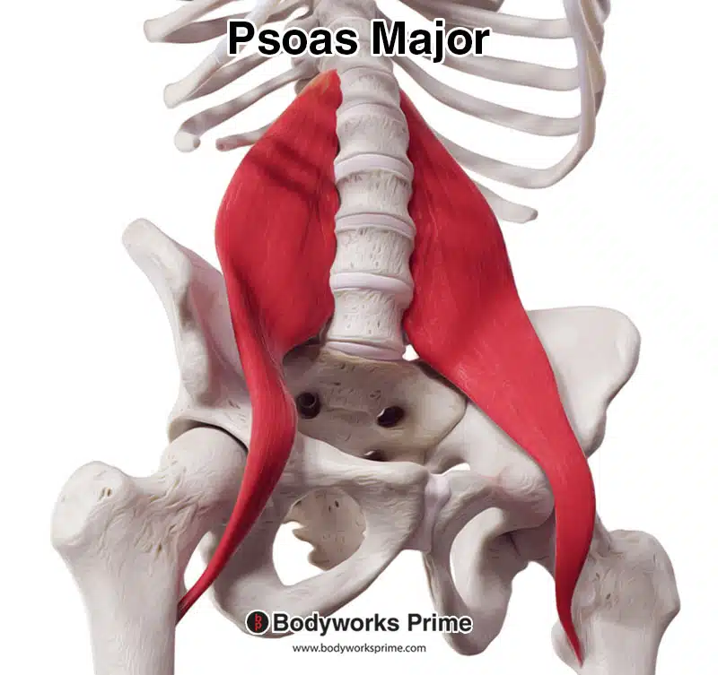 psoas major muscle from a more lateral view