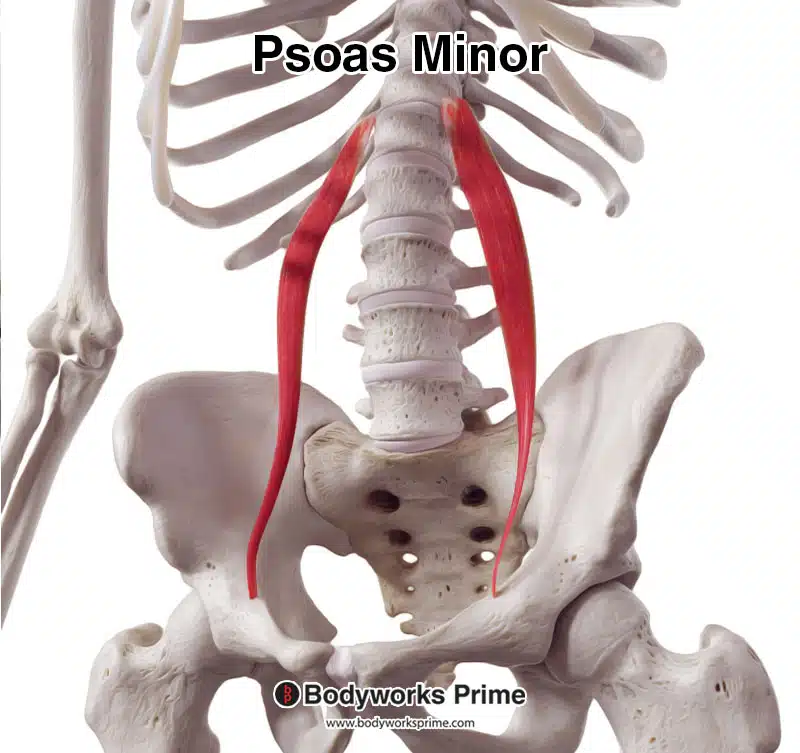 psoas minor from a slightly lateral view