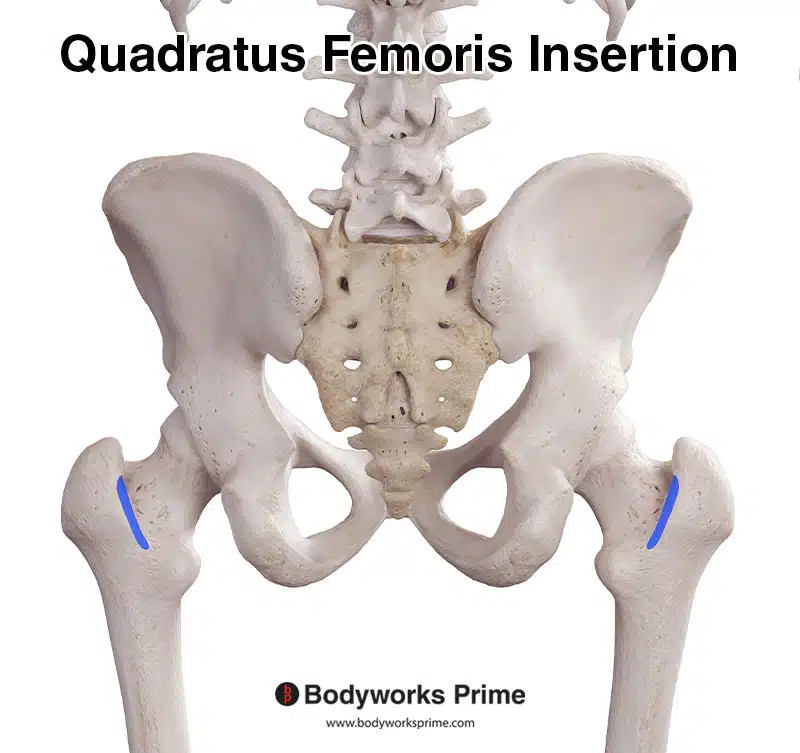 Quadratus femoris insertion marked in blue